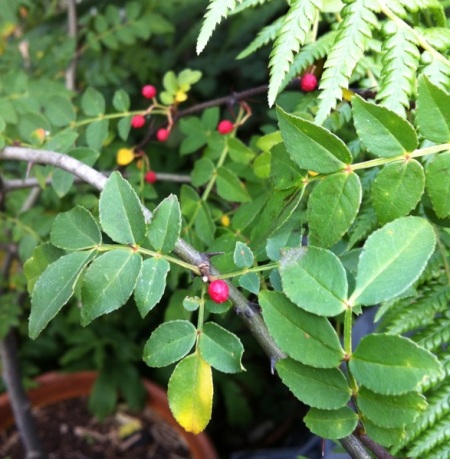 szechuan pepper bush